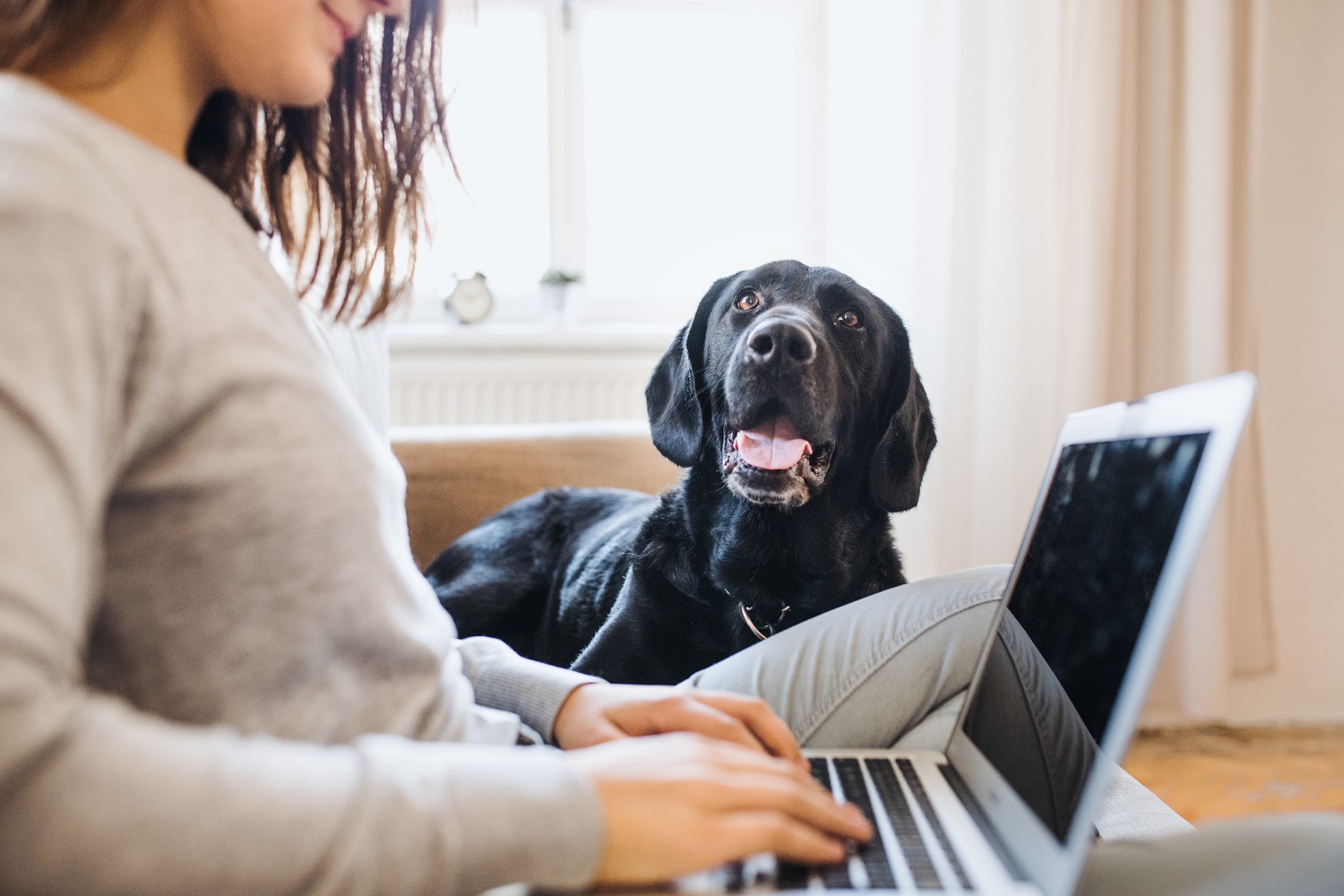 Pros and Cons of Pets in the Workplace 